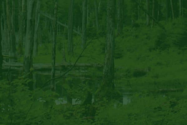 Comment connaître le prix d’un terrain boisé ?
