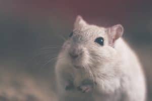Les professionnels posent des pièges pour éradiquer les rats et les souris