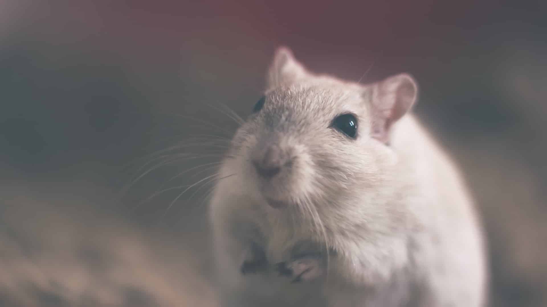 Les professionnels posent des pièges pour éradiquer les rats et les souris