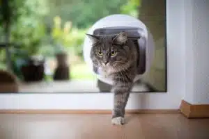 Peut-on réaliser une chatière sur n’importe quel vitrage ?